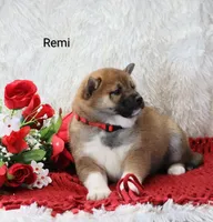 Remi, a male Shiba Inu for sale in Loyal, WI – Photo 5 of 7