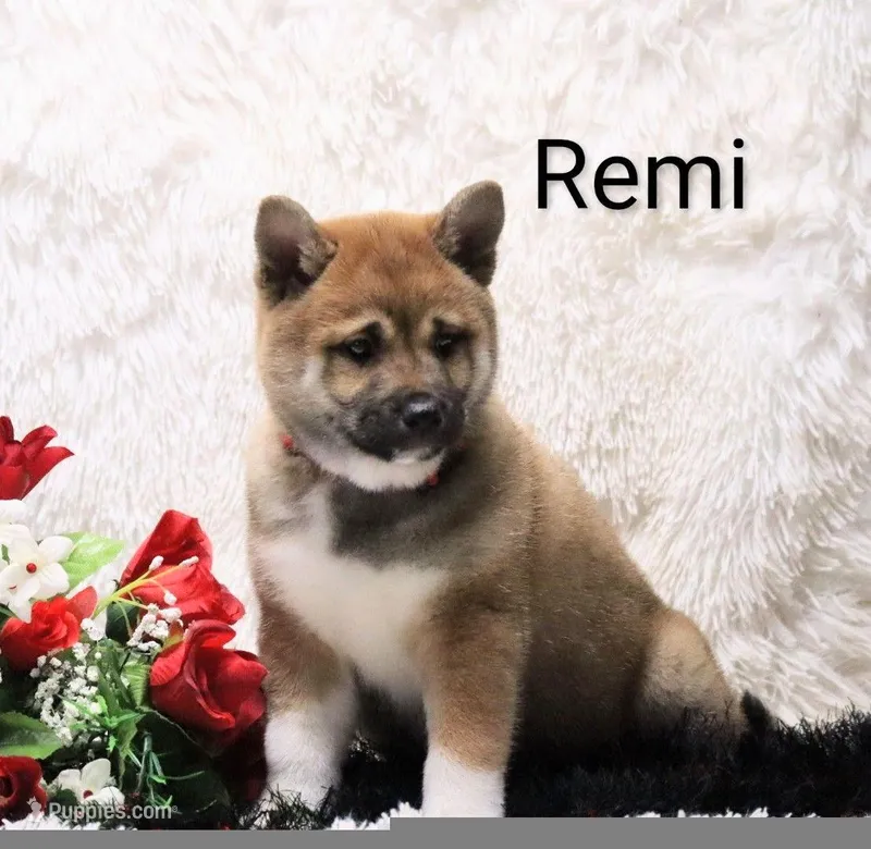 Remi – Shiba Inu puppy for sale in Loyal, WI