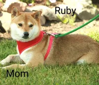 Remi, a male Shiba Inu for sale in Loyal, WI – Photo 6 of 7