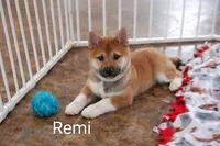 Remi, a male Shiba Inu for sale in Loyal, WI – Photo 3 of 5