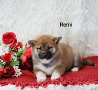 Remi, a male Shiba Inu for sale in Loyal, WI – Photo 1 of 7