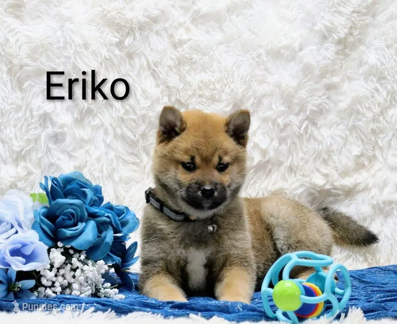 Eriko – Shiba Inu puppy for sale in Loyal, WI