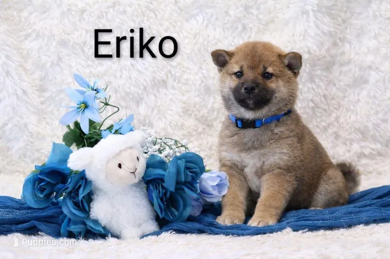 Eriko – Shiba Inu puppy for sale in Loyal, WI