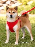 Eriko, a male Shiba Inu for sale in Loyal, WI – Photo 4 of 5