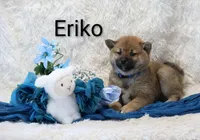 Eriko, a male Shiba Inu for sale in Loyal, WI – Photo 2 of 5