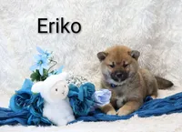 Eriko, a male Shiba Inu for sale in Loyal, WI – Photo 3 of 5