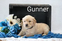 Gunner, a male Golden Retriever for sale in Loyal, WI – 2 of 3