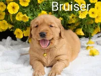 AKC Bruiser , a male Golden Retriever for sale in Loyal, WI – 5 of 8