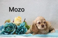 Mozo, a male Cocker Spaniel for sale in Loyal, WI – 2 of 6