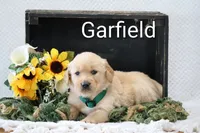 Garfield , a male Golden Retriever for sale in Loyal, WI – 4 of 4