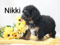 Nikki, a male Cockapoo for sale in Loyal, WI – 3 of 5