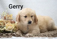 Gerry, a male Golden Retriever for sale in Loyal, WI – 3 of 10