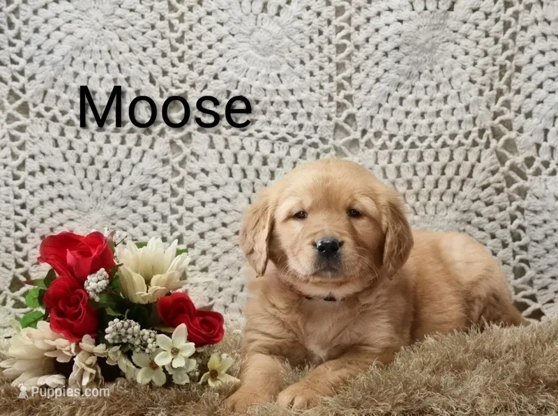 AKC Moose – Golden Retriever puppy for sale in Loyal, WI