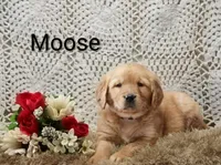 AKC Moose, a male Golden Retriever for sale in Loyal, WI – 1 of 4