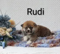 Rudi, a male Shiba Inu for sale in Loyal, WI – 2 of 5