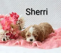 Sherri, a female Cockapoo for sale in Loyal, WI – 3 of 6
