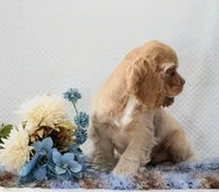 Marcell, a male Cocker Spaniel for sale in Loyal, WI – 3 of 7