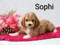 Sophi, a female Cockapoo for sale in Loyal, WI – 4 of 4