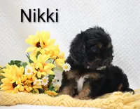 Nikki, a male Cockapoo for sale in Loyal, WI – 5 of 5