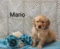 AKC Mario, a male Golden Retriever for sale in Loyal, WI – 3 of 4