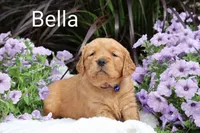  AKC Bella, a female Golden Retriever for sale in Loyal, WI – 4 of 7