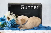 Gunner, a male Golden Retriever for sale in Loyal, WI – 3 of 3