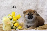 Eko, a male Shiba Inu for sale in Loyal, WI – Photo 1 of 7