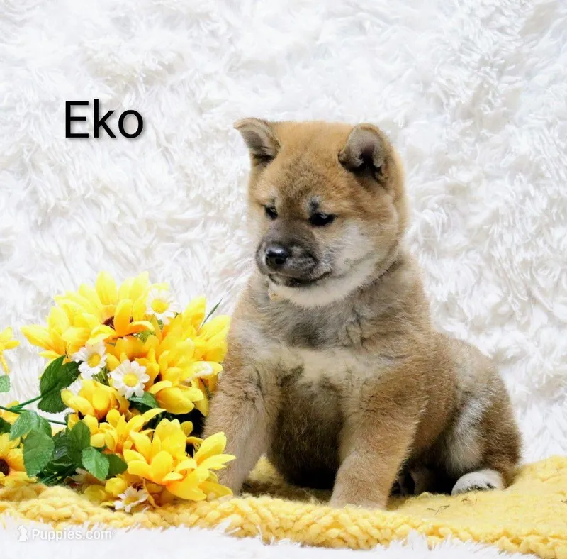 Eko – Shiba Inu puppy for sale in Loyal, WI