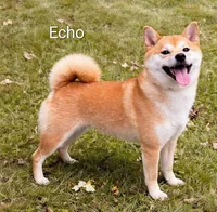 Eko, a male Shiba Inu for sale in Loyal, WI – Photo 7 of 7