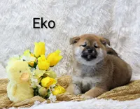 Eko, a male Shiba Inu for sale in Loyal, WI – Photo 2 of 7