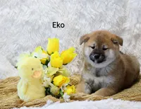 Eko, a male Shiba Inu for sale in Loyal, WI – Photo 5 of 7