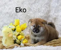 Eko, a male Shiba Inu for sale in Loyal, WI – Photo 4 of 7