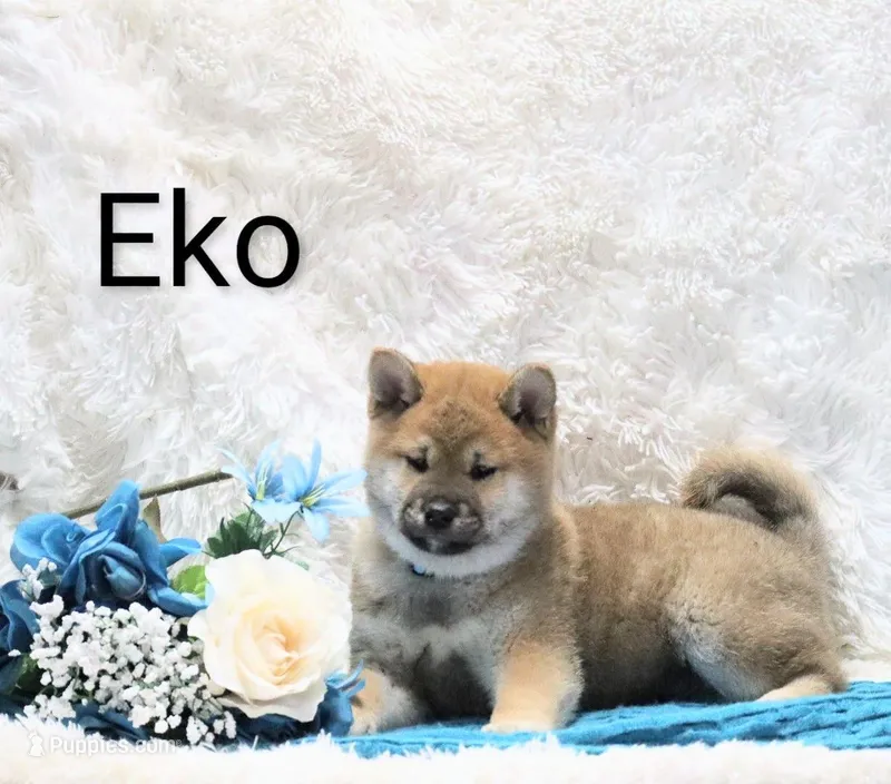 Eko – Shiba Inu puppy for sale in Loyal, WI