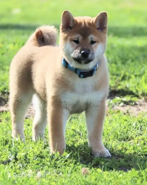 Eko – Shiba Inu puppy for sale in Loyal, WI