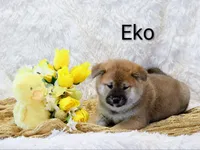 Eko, a male Shiba Inu for sale in Loyal, WI – Photo 3 of 7