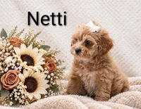 Netti, a female Cockapoo for sale in Loyal, WI – 4 of 5