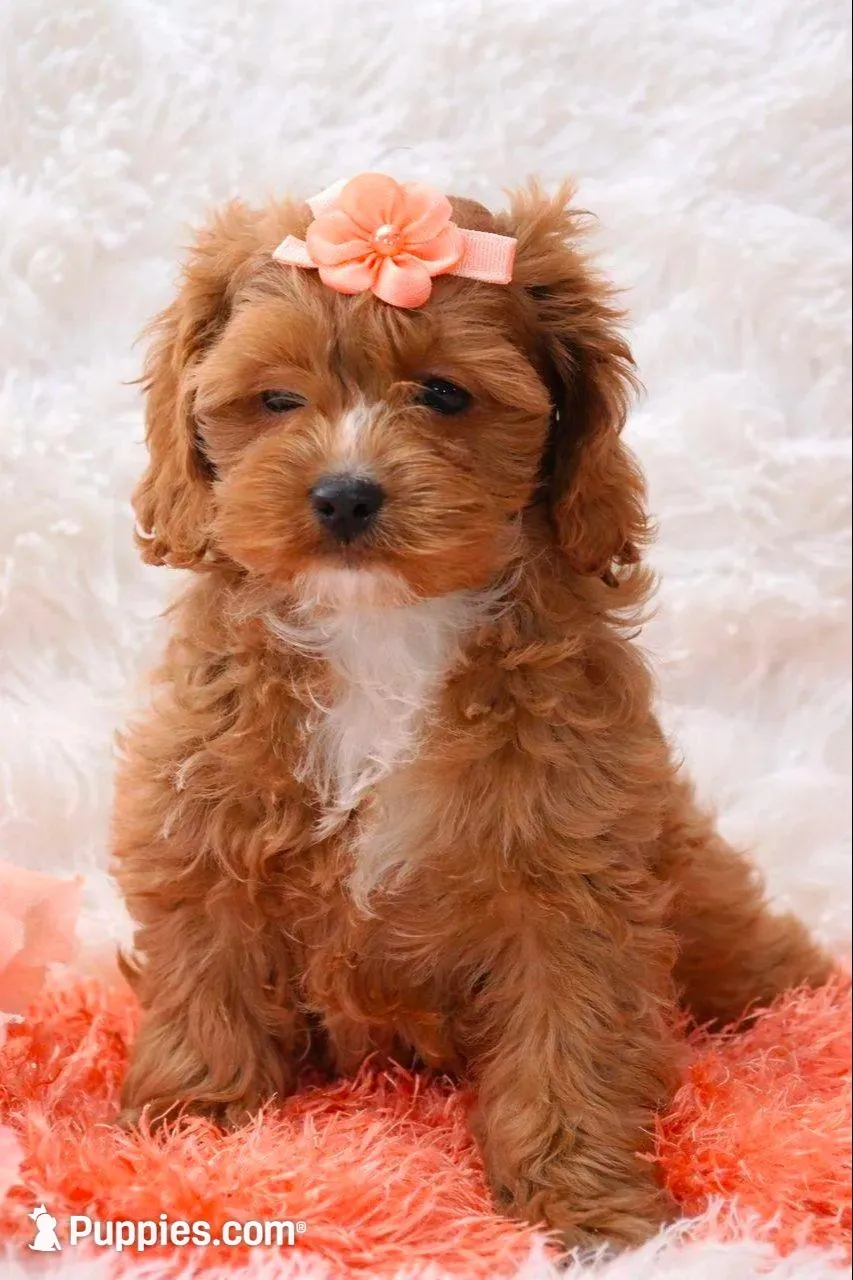 Neka, a female Cockapoo for sale in Loyal, WI – Photo 4 of 4