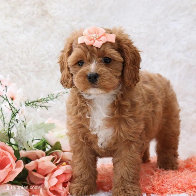 Neka – Cockapoo puppy for sale in Loyal, WI