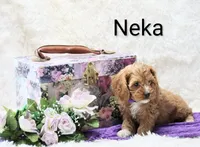 Neka, a female Cockapoo for sale in Loyal, WI – Photo 3 of 5
