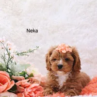 Neka, a female Cockapoo for sale in Loyal, WI – Photo 3 of 4