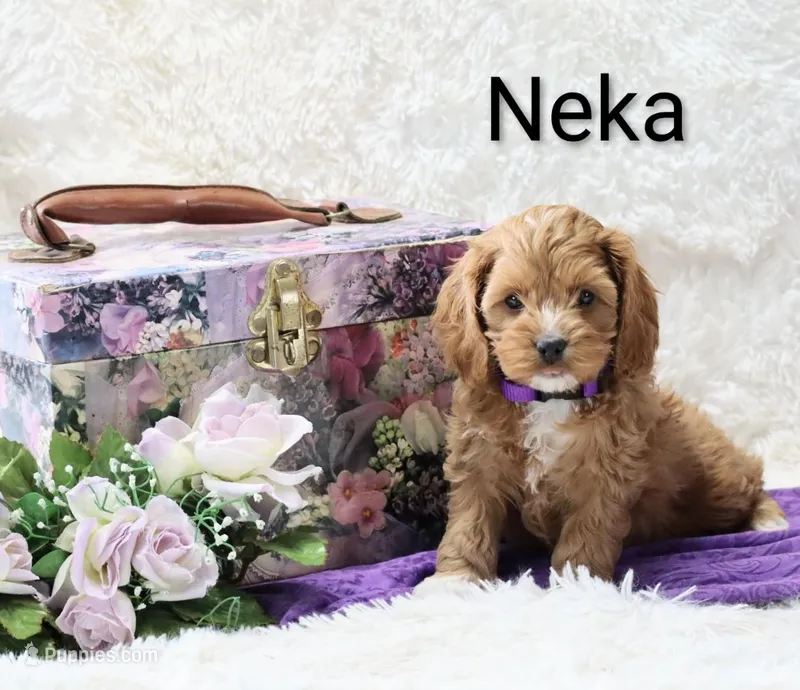 Neka – Cockapoo puppy for sale in Loyal, WI