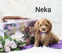 Neka, a female Cockapoo for sale in Loyal, WI – Photo 2 of 5