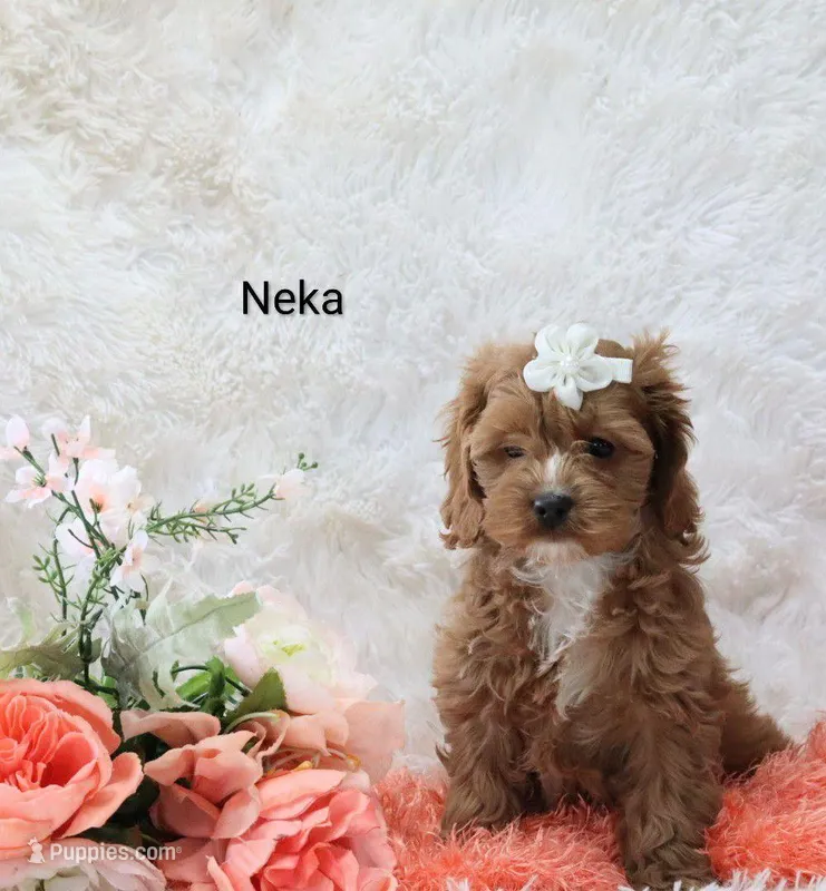 Neka – Cockapoo puppy for sale in Loyal, WI