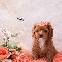 Neka, a female Cockapoo for sale in Loyal, WI – Photo 2 of 4