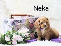 Neka, a female Cockapoo for sale in Loyal, WI – Photo 4 of 5