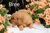  AKC Bree, a female Golden Retriever for sale in Loyal, WI – 3 of 9
