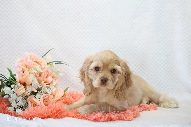 Mylie – Cocker Spaniel puppy for sale in Loyal, WI