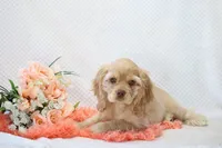 Mylie, a female Cocker Spaniel for sale in Loyal, WI – 1 of 6