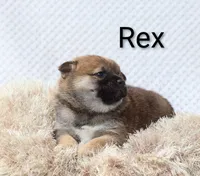 Rex, a male Shiba Inu for sale in Loyal, WI – 3 of 5