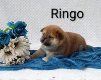 Ringo.  On Hold, a male Shiba Inu for sale in Loyal, WI – 4 of 4